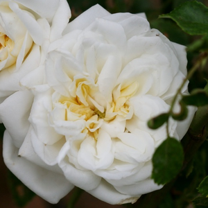 Cream coloured, with light yellow center - rambler, rose